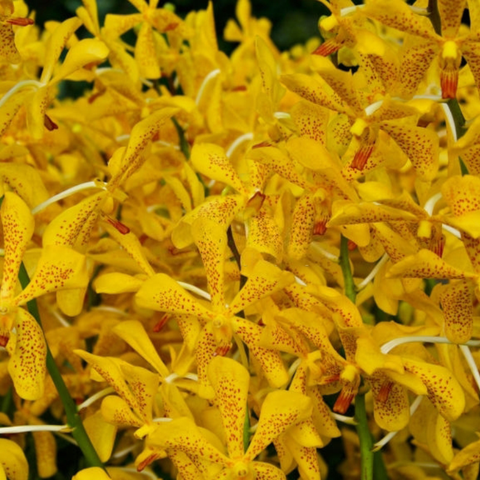 Hoa Lan Mokara Chao Praya Sunset