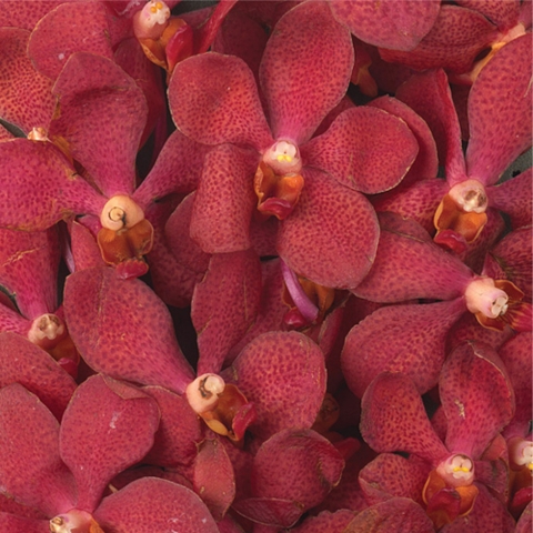 Hoa Lan Mokara Moodang Red