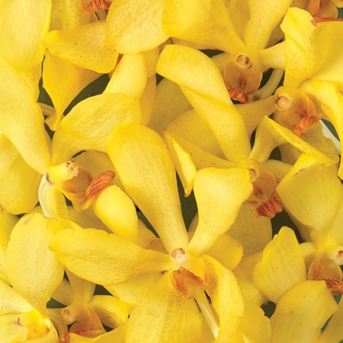 Lan mokara bang khun tieng