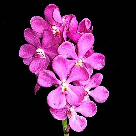 Hoa Lan Mokara Calipso Jumbo