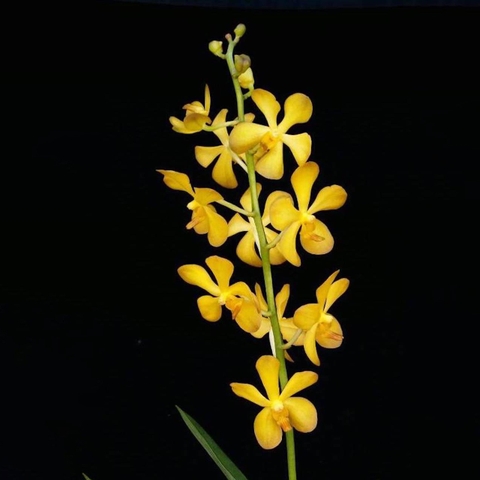 Mokara Chaopraya Gold