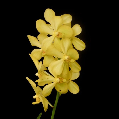 Lan Mokara Full Moon 