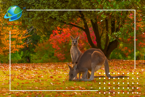 Du lịch Úc mùa thu có gì hấp dẫn?