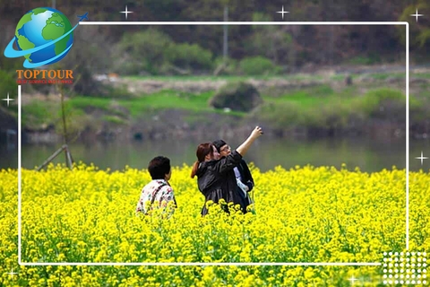 ĐẶC SẢN DU LỊCH HÀN QUỐC CÁNH ĐỒNG CẢI VÀNG ĐẸP HẾT SẢY