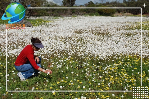 TOUR DU LỊCH ÚC - LỘNG LẪY MÙA HOA DẠI NƯỚC ÚC