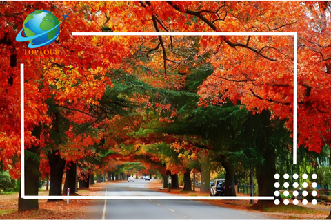 CHECK IN NHỮNG ĐỊA ĐIỂM NGẮM LÁ VÀNG MÙA THU TẠI VICTORIA (ÚC) KHÔNG THỂ BỎ QUA