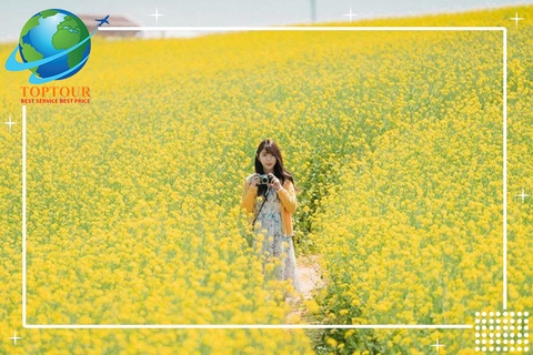 TOUR DU LỊCH HÀN QUỐC - ĐẸP HẾT NẤC 5 CÁNH ĐỒNG CẢI VÀNG