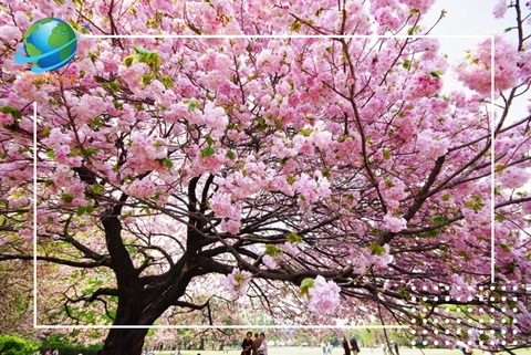 Tham gia tour du lịch úc tháng 9 thỏa thích khám phá mùa xuân rực rỡ tại thành phố Melbourne