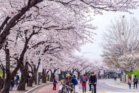 TOUR DU LỊCH HÀN QUỐC TẾT 5N4Đ