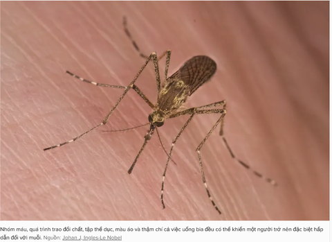 Tại sao muỗi đốt tôi nhiều hơn những người khác ?