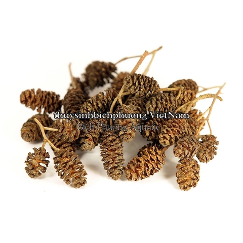 ALDER CONES ERLENZAPFEN CONE - QUẢ THÔNG KHÔ