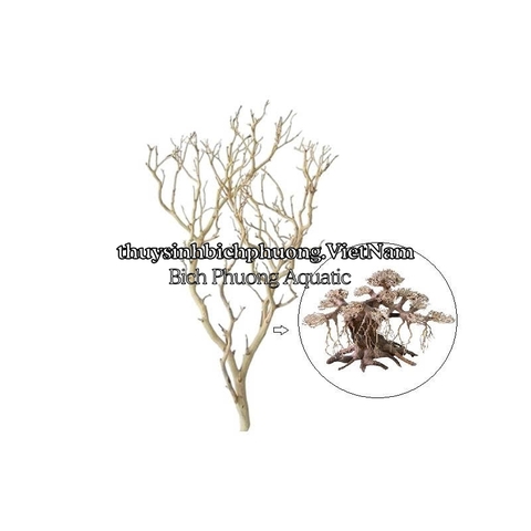 LŨA XƯƠNG CHÙM TÁN QUÝT MINI LÀM TÁN BONSAI