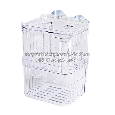 BOX MICA TÁCH CÁ SINH SẢN – GIẢI PHÁP SINH SẢN AN TOÀN CHO CÁ CẢNH