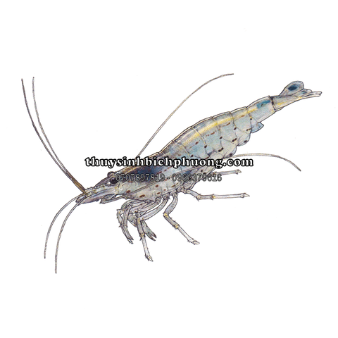 TÉP YAMATO | AMANO SHRIMP - DŨNG SĨ DIỆT RÊU HẠI