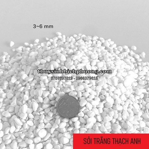 SỎI THẠCH ANH TRẮNG