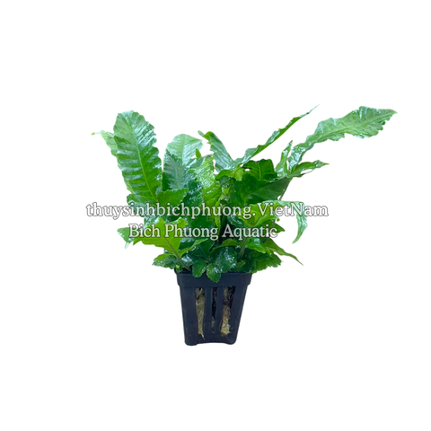 DƯƠNG XỈ LÁ ỔI (Bolbitis heteroclita) - CÂY THỦY SINH