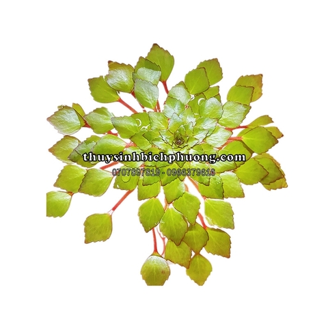 CÂY ẤU THÁI THỦY SINH