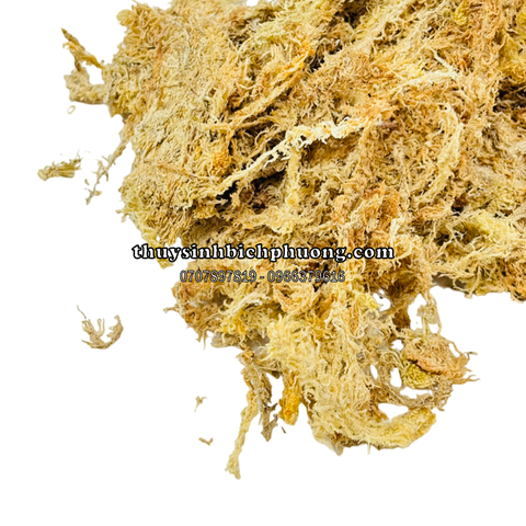 DỚN CHILE (TÚI 100GR) - DỚN MỀM, DỚN KHÔ, DỚN TRẮNG, GIÁ THỂ TRỒNG LAN, CÂY BẮT MỒI, KIỂNG LÁ