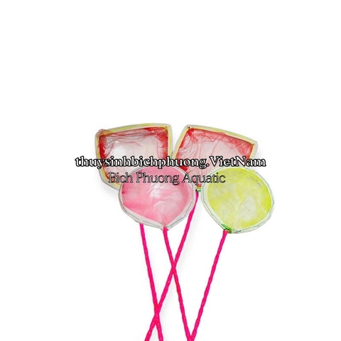 VỢT LƯỚI MỊN MINI DIY – VỢT VỚT CÁ CON, BOBO, ARTEMIA