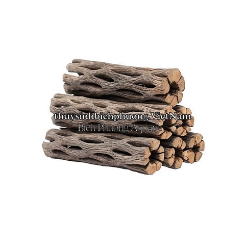 CHOLLA WOOD BABY - LŨA XƯƠNG RỒNG