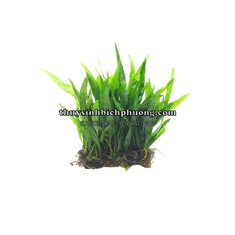 DƯƠNG XỈ JAVA MINI | MICROSORUM PTEROPUS MINI - CÂY THỦY SINH