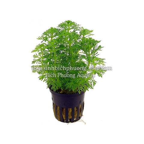 TIỂU BẢO THÁP - CÂY THỦY SINH