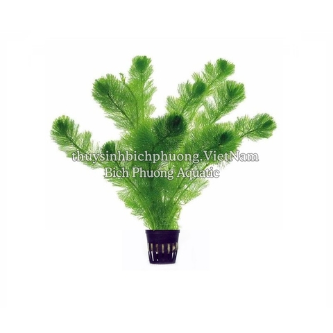 LA HÁN XANH - CÂY THỦY SINH