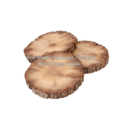 COMBO 5 MIẾNG GIÁ THỂ GỖ ƯƠM RÁY – BUCEP – RÊU THỦY SINH