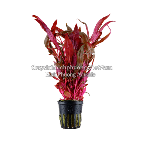 HUYẾT TÂM LAN CAO (Alternanthera reineckii 'Pink') - CÂY THỦY SINH