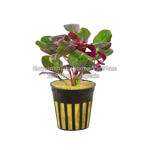 HỒNG BA TIÊU | LOBELIA CARDINALIS - CÂY THỦY SINH, BÁN CẠN