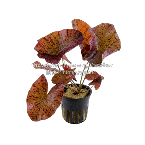 CÂY SÚNG XÁC PHÁO (SEN TIGER RED) – RED TIGER LOTUS