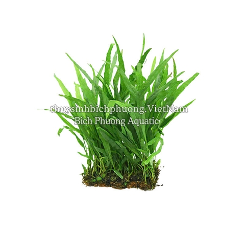 DƯƠNG XỈ JAVA MINI | MICROSORUM PTEROPUS MINI - CÂY THỦY SINH