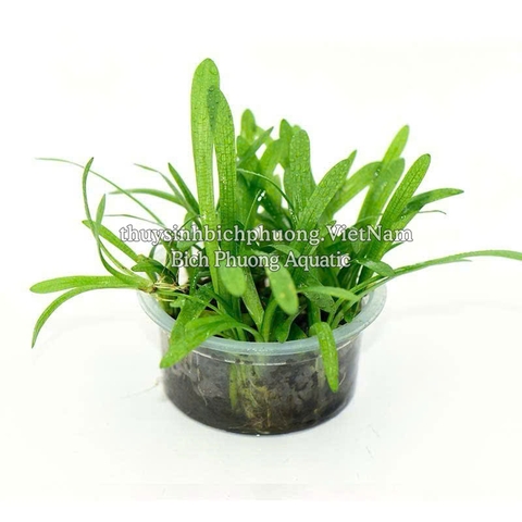 CÂY CỎ THÌA THỦY SINH