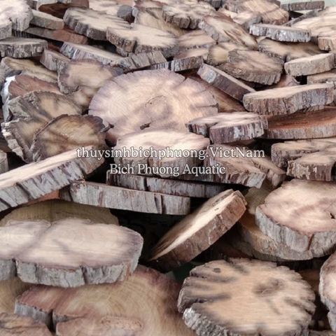 COMBO 5 MIẾNG GIÁ THỂ GỖ ƯƠM RÁY – BUCEP – RÊU THỦY SINH