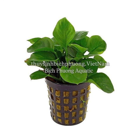 RÁY LÁ TRÒN MINI| ANUBIAS BARTERRI VAR.NANA MINI COIN - CÂY THỦY SINH