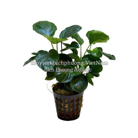 RÁY LÁ TRÒN | ANUBIAS BARTERRI VAR.NANA COIN - CÂY THỦY SINH
