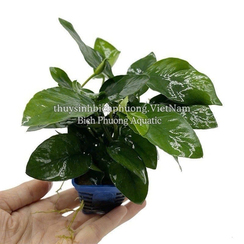 RÁY LÁ HOA | ANUBIAS NANA FLOWER - CÂY THỦY SINH