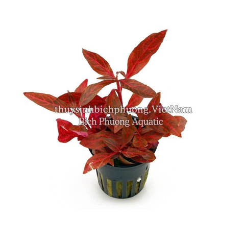 HUYẾT TÂM LAN MINI GÂN TRẮNG |  ALTERNANTHERA REINECKII 