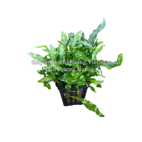 DƯƠNG XỈ MỸ NHÂN - CÂY THỦY SINH, BÁN CẠN