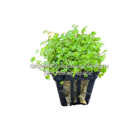 RAU MÁ HƯƠNG MINI (CHẬU NHỎ)  - CÂY THỦY SINH, BÁN CẠN