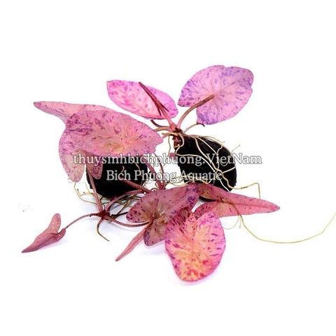 CÂY SEN TIGER MINI THỦY SINH
