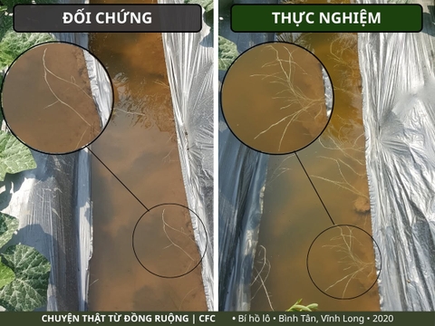 Bí hồ lô Vĩnh Long: ghi nhận bộ rễ sau 20 ngày trồng
