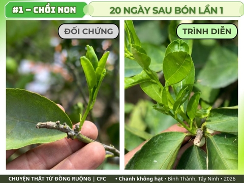 Chanh không hạt Tây Ninh: chồi non 20 ngày sau bón lần 1