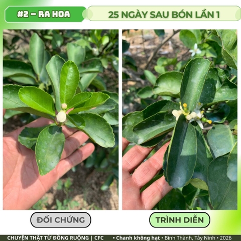 Chanh không hạt Tây Ninh: hoa và nụ 25 ngày sau bón lần 1