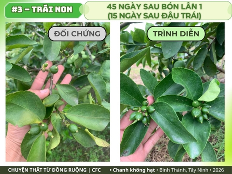 Chanh không hạt Tây Ninh: trái non 45 ngày sau bón lần 1