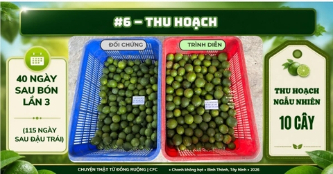 Chanh không hạt Tây Ninh: thu hoạch 10 cây, chênh lệch 6,5 kg