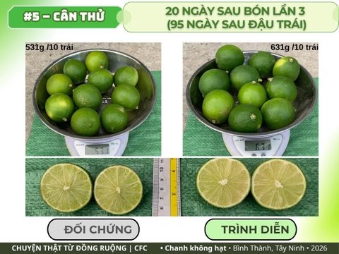 Chanh không hạt Tây Ninh: cân thử 10 trái sau bón lần 3