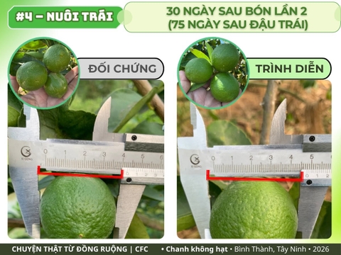 Chanh không hạt Tây Ninh: đo kích thước trái sau bón lần 2