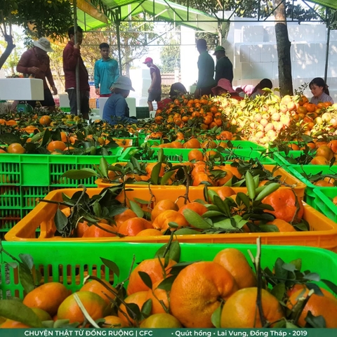 Quýt hồng Lai Vung: 42 tấn/ha, giảm 29,5% chi phí phân bón