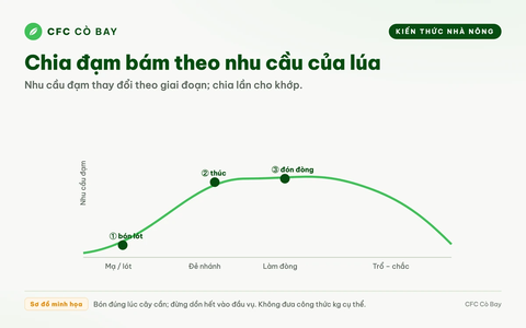 Bón đạm chia làm mấy lần thì lúa ăn được nhiều nhất?